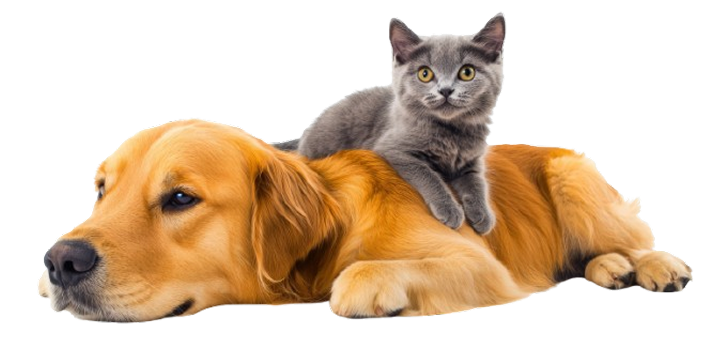 cats-dogs-being-friends-removebg-preview 3